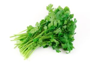 Cilantro