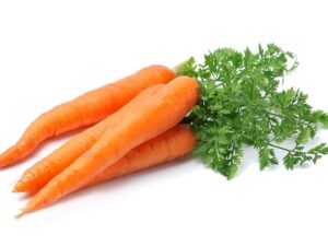 Jumbo Carrot
