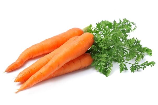 Jumbo Carrot
