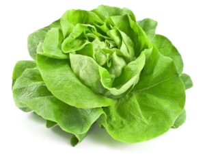 Fresh Lettuce Head