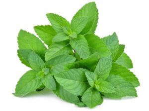 mint