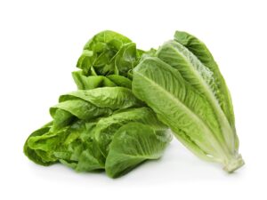 Lettuce Head